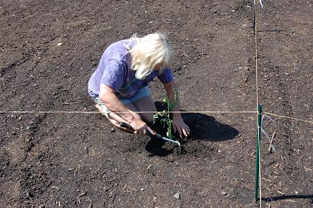First plant in Lindas Charley Brown tomato