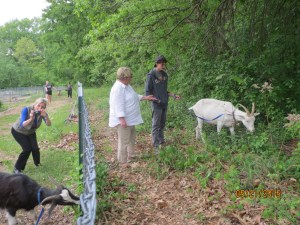 Food Pantry Manager Sue B. walks goat