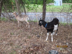 Sawyer and Atlas taking care of business weeds.