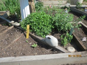 Basil, Borage & Bunny